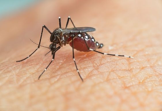 Dengue Fever: A Silent Epidemic